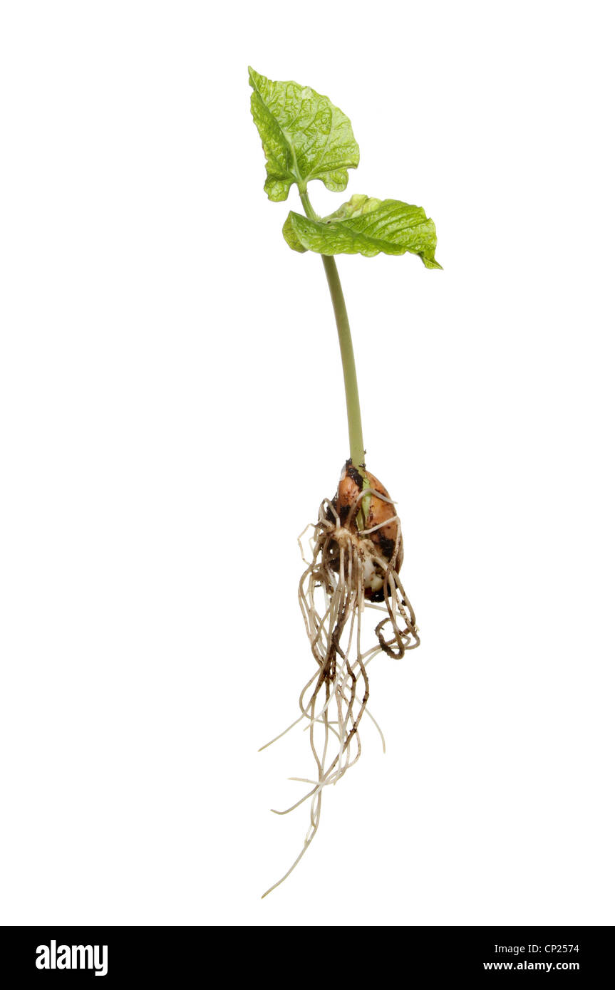 Appena germogliato runner bean piantina che illustra lo sviluppo di struttura di radice e nuove foglie isolata contro bianco Foto Stock