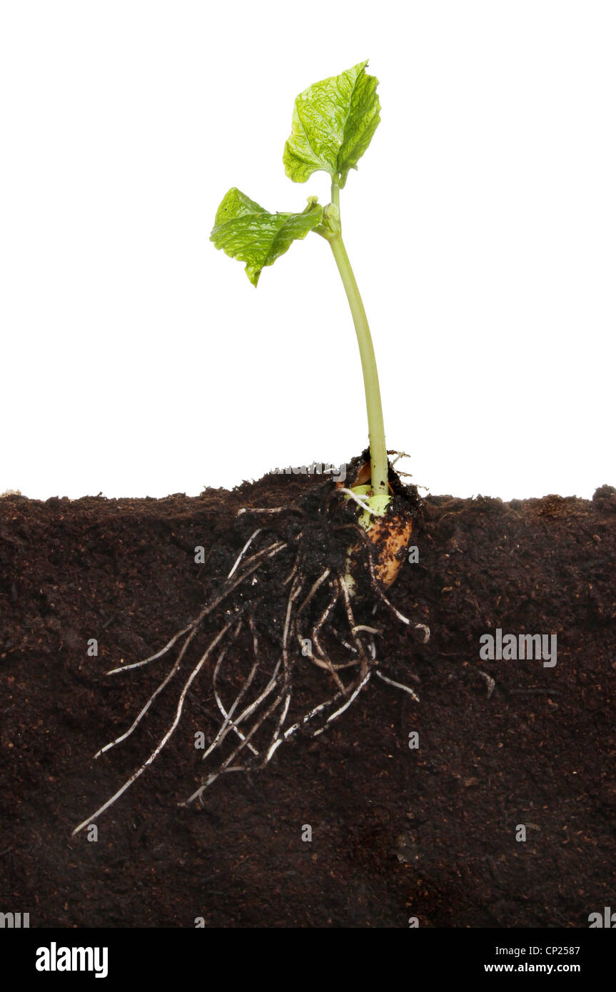 Runner bean di piantine di ortaggi in suolo che mostra un nuovo sistema di radice sviluppato e due nuove foglie contro uno sfondo bianco Foto Stock