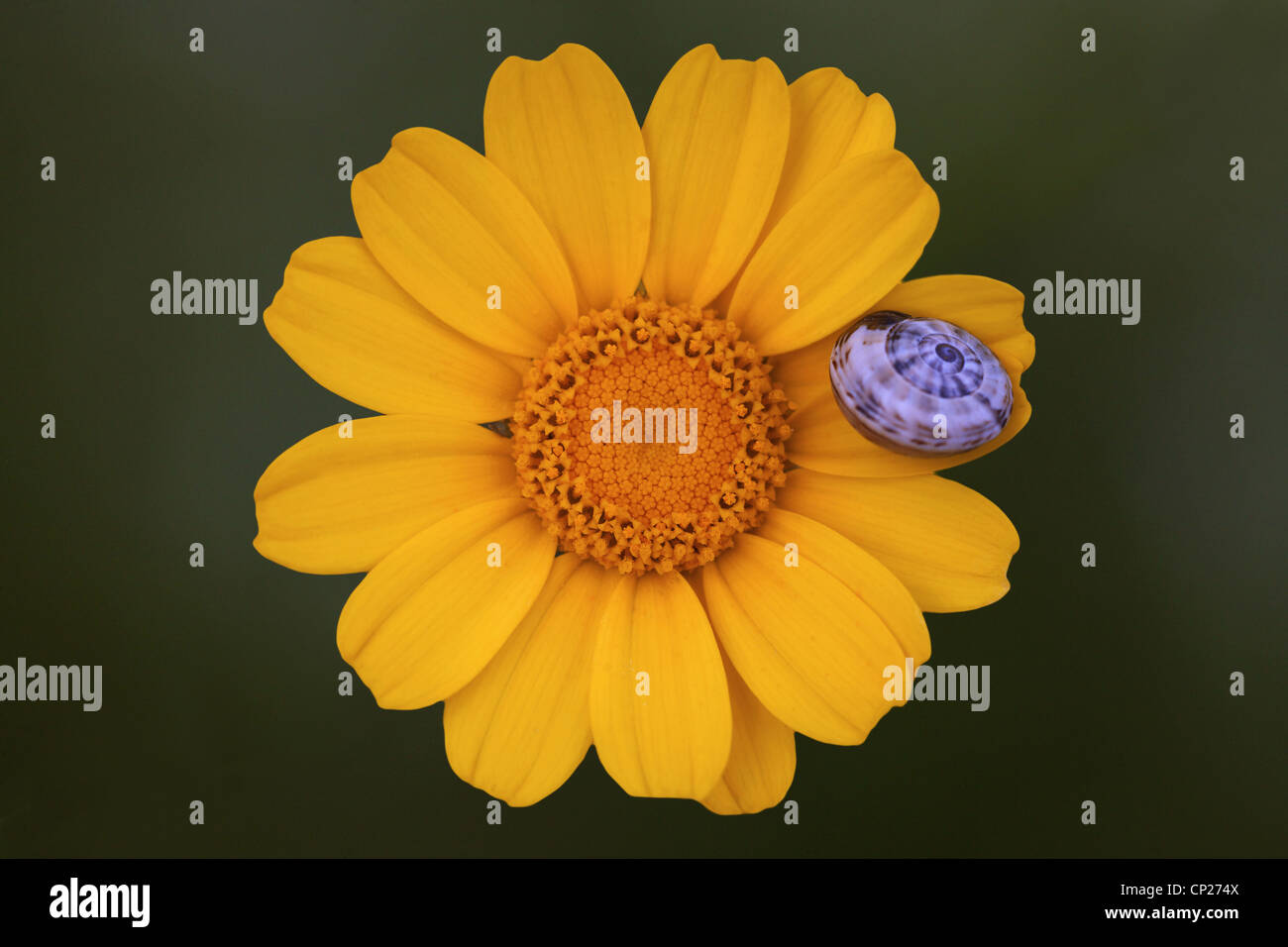Daisy giallo con una piccola lumaca Foto Stock