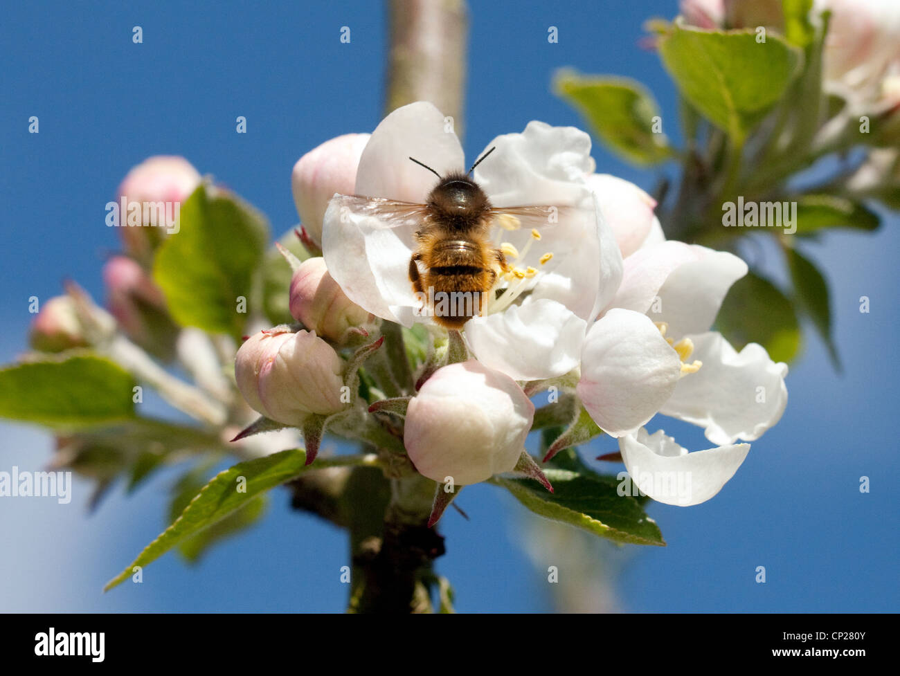 Il miele delle api (Apis mellifera) volando verso apple blossom, REGNO UNITO Foto Stock