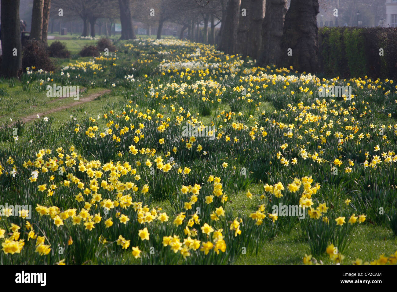 I narcisi in fiore in Regents Park, Londra Foto Stock