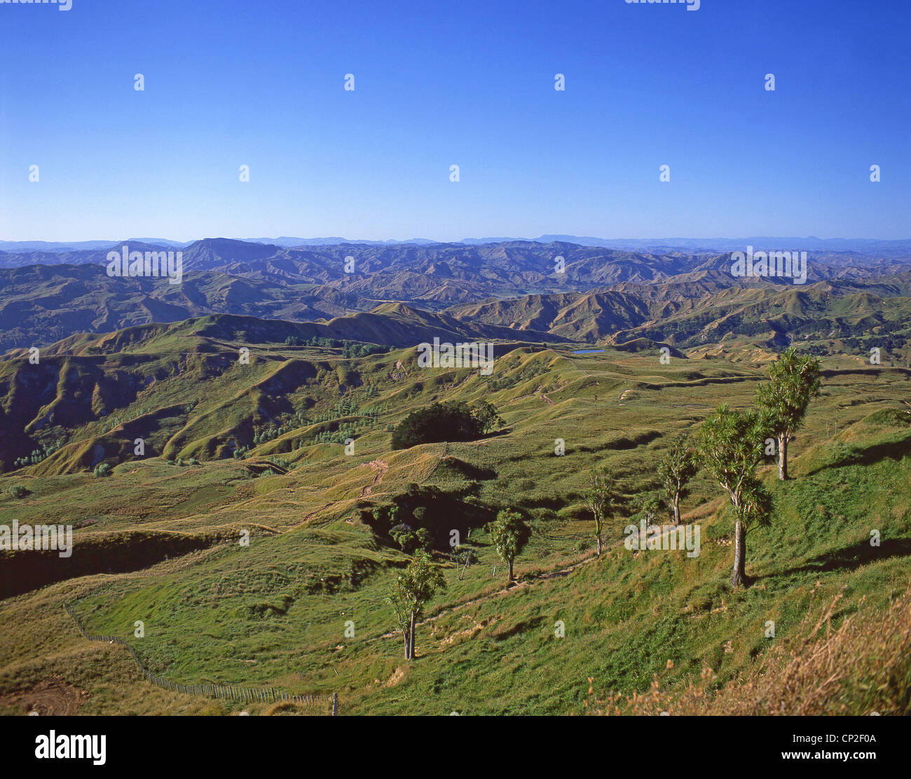Hill Country farmland, povertà Bay, Gisborne Regione, Nuova Zelanda Foto Stock