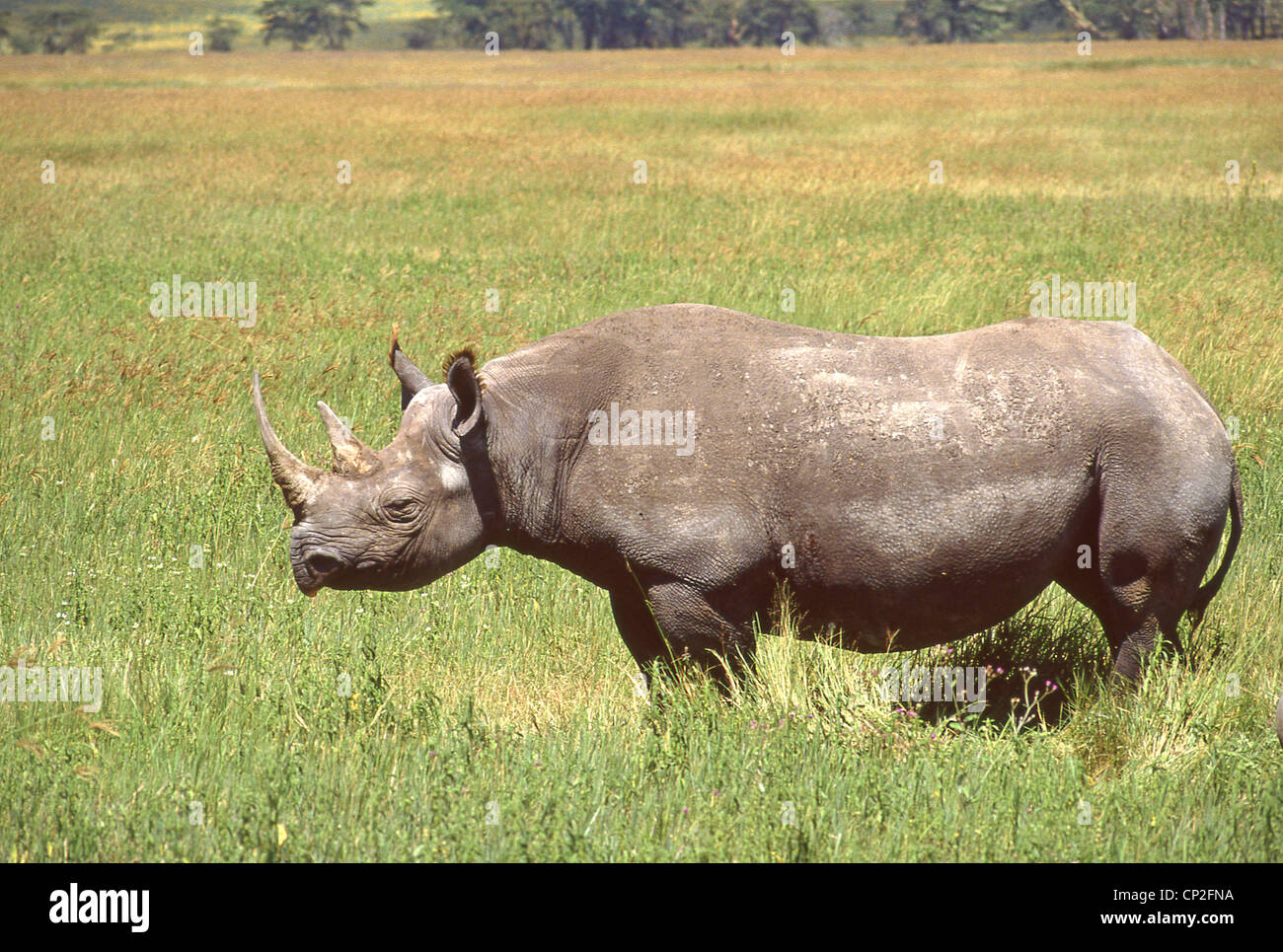 Rinoceronte nero nel cratere di Ngorongoro, Regione di Arusha, Repubblica Unita di Tanzania Foto Stock