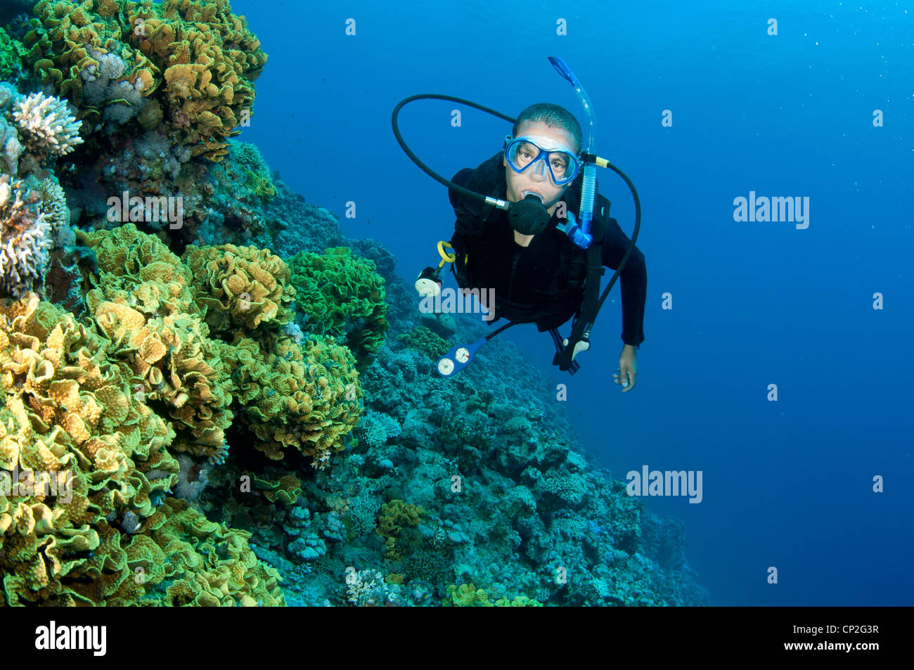Maschio sub nuota nel mare rosso su una scogliera di corallo Foto Stock