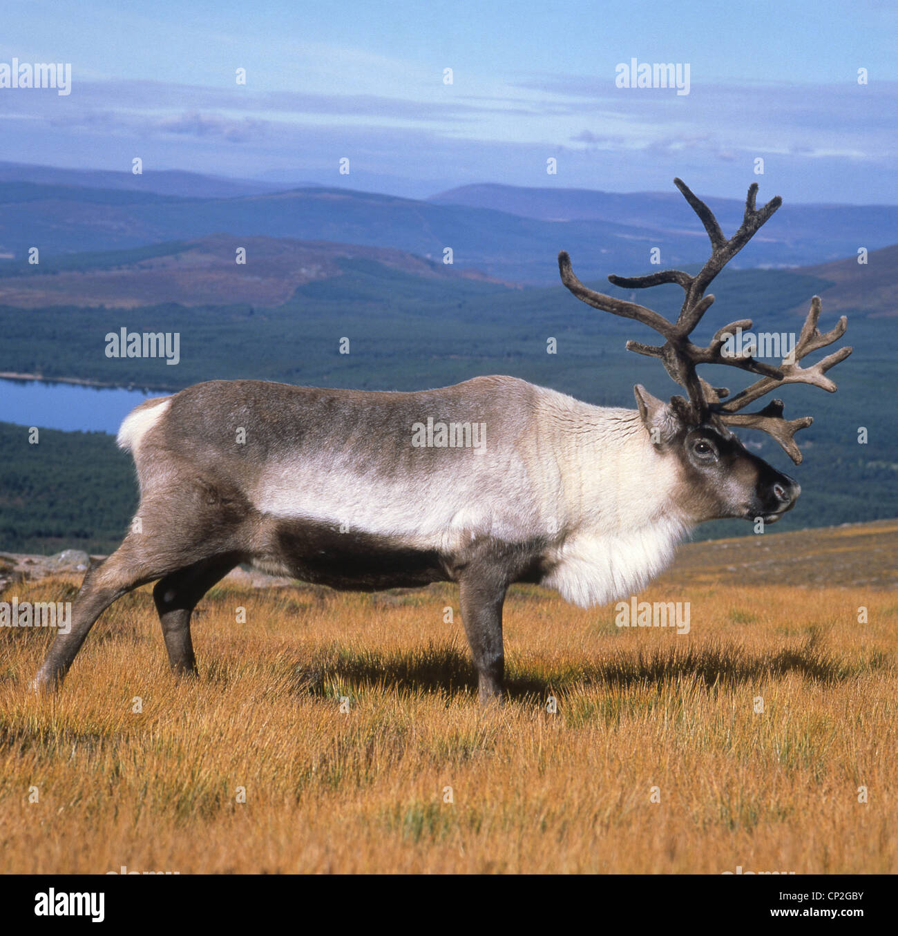 La renna nel selvaggio, Nordland County, Regione Nord-Norge, Norvegia Foto Stock