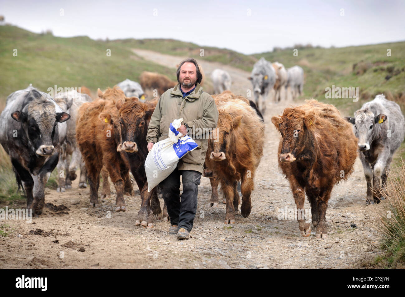 Un allevatore di bestiame che porta un sacco di alimentazione è seguita dal suo stock Wales, Regno Unito Foto Stock