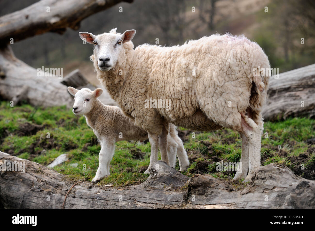 Allevamento ovino in Galles - una pecora con la sua molla di agnello REGNO UNITO Foto Stock