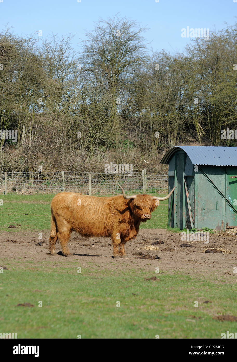 Highland mucca al white post farm nottinghamshire England Regno Unito Foto Stock