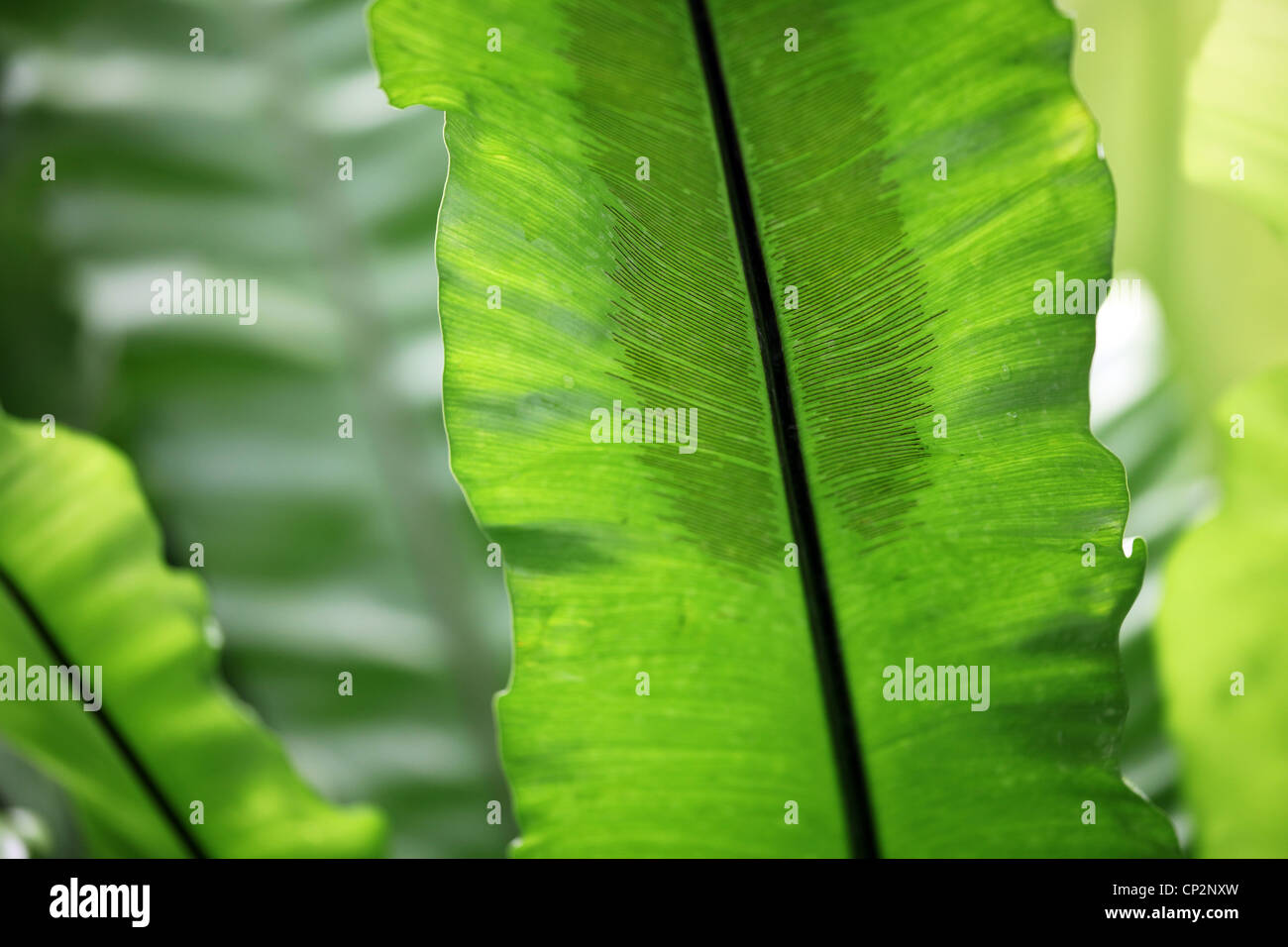 Palma tropicali e piante verdi foglie spesse Foto Stock