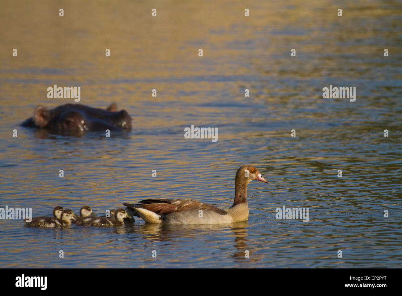 Oche egiziane con goslings sulla diga di nuoto passato a Ippona Foto Stock