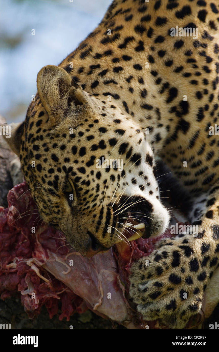 Ritratto a tenuta di una alimentazione di Leopard su un impala carcassa Foto Stock