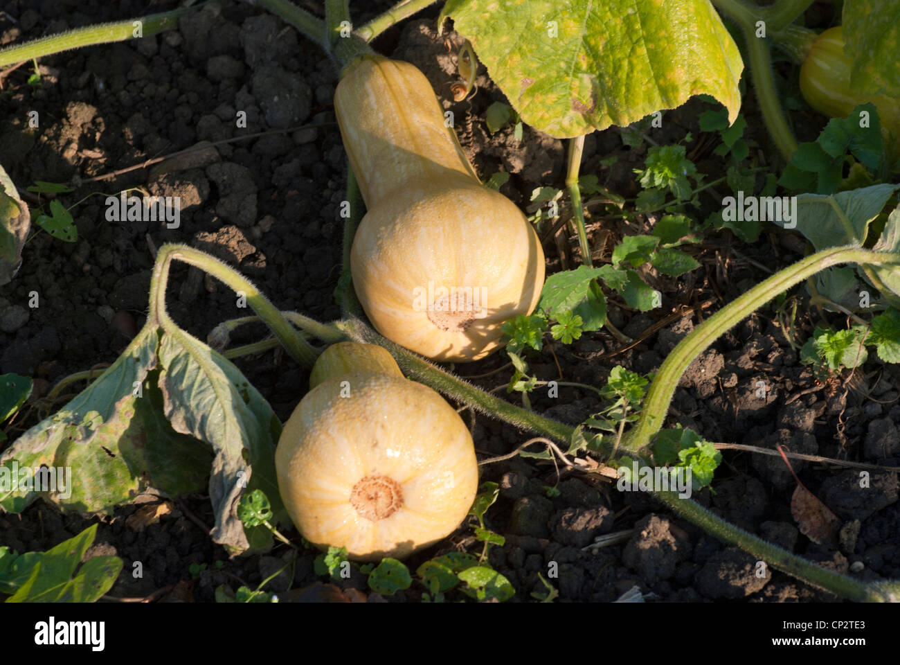 Butternut squash, Hunter, cresce sulla vite. Foto Stock