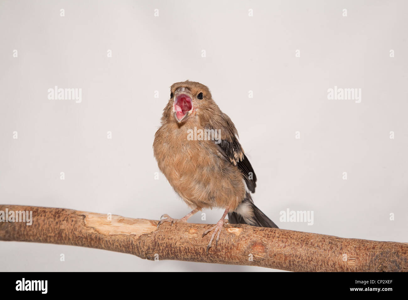 Bullfinch fledgeling appollaiato Foto Stock