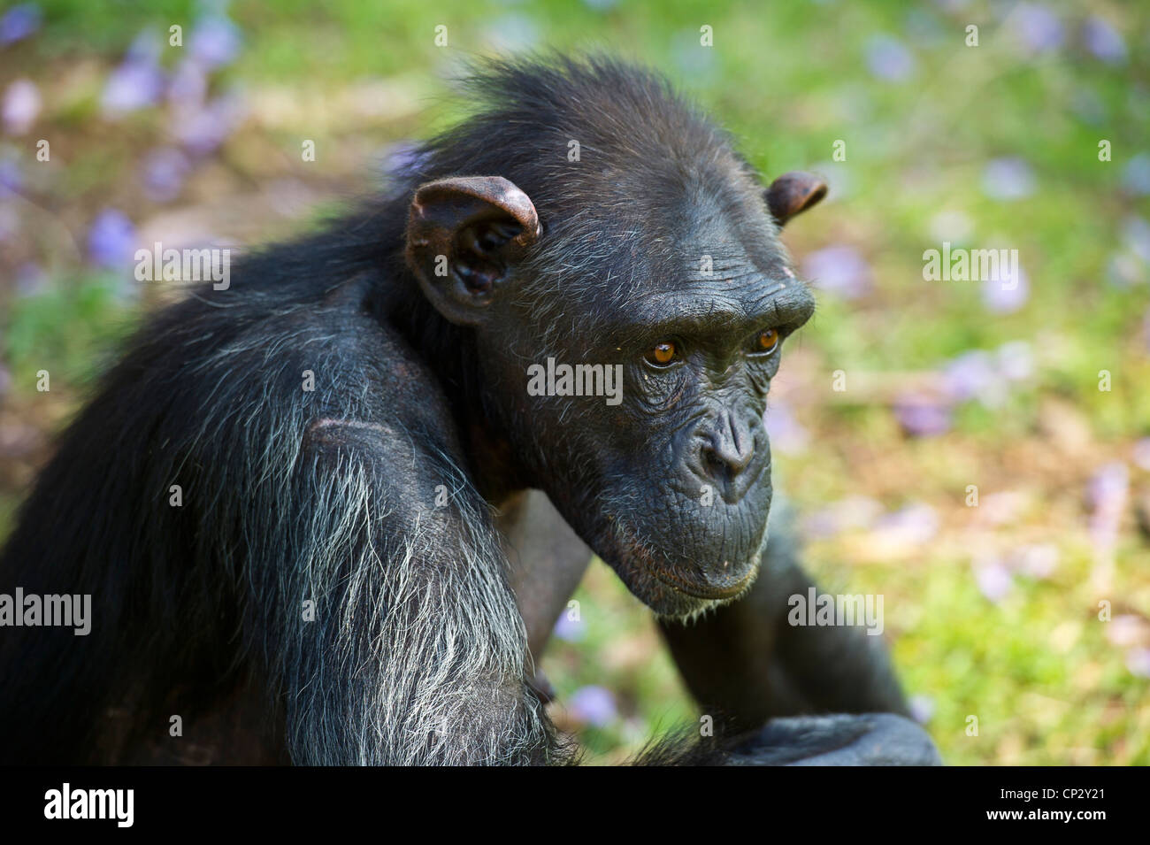 Anziani scimpanzé femmina (Pan troglodytes). Foto Stock