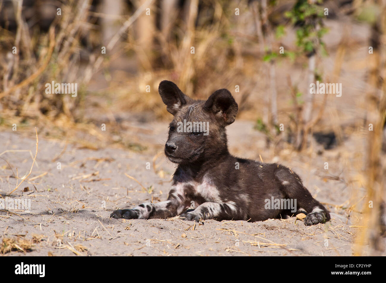 Selvatico Africano di cucciolo di cane in appoggio (Capo Caccia cane) Lycaon pictus Foto Stock