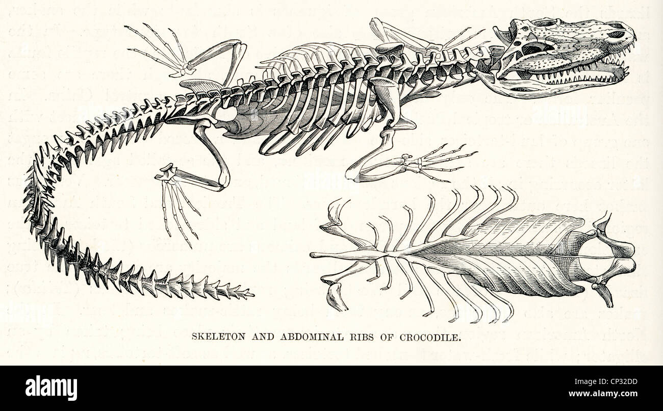 Scheletro e nervature addominale di un coccodrillo Foto Stock