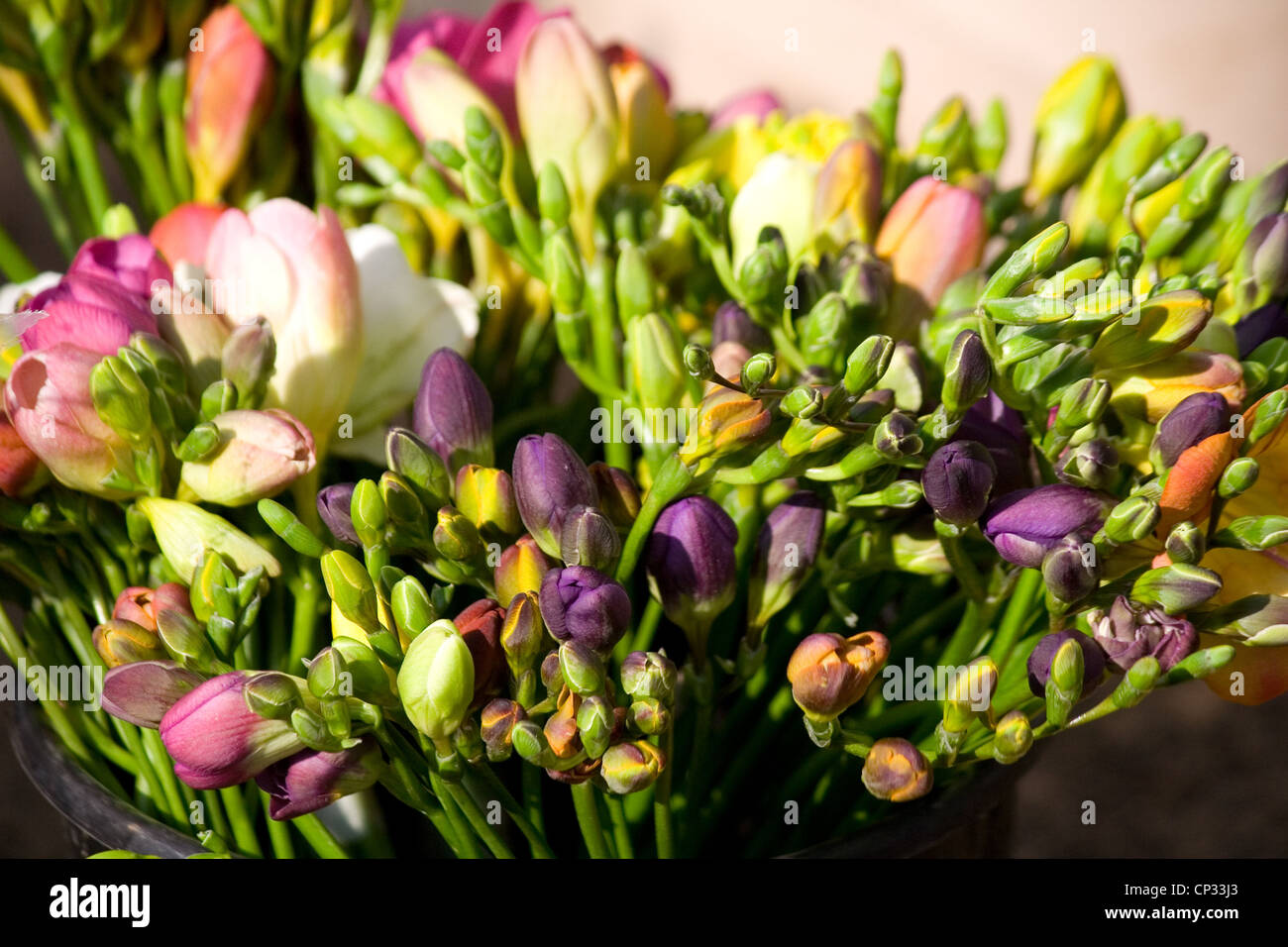 Fiori di Freesia Foto Stock