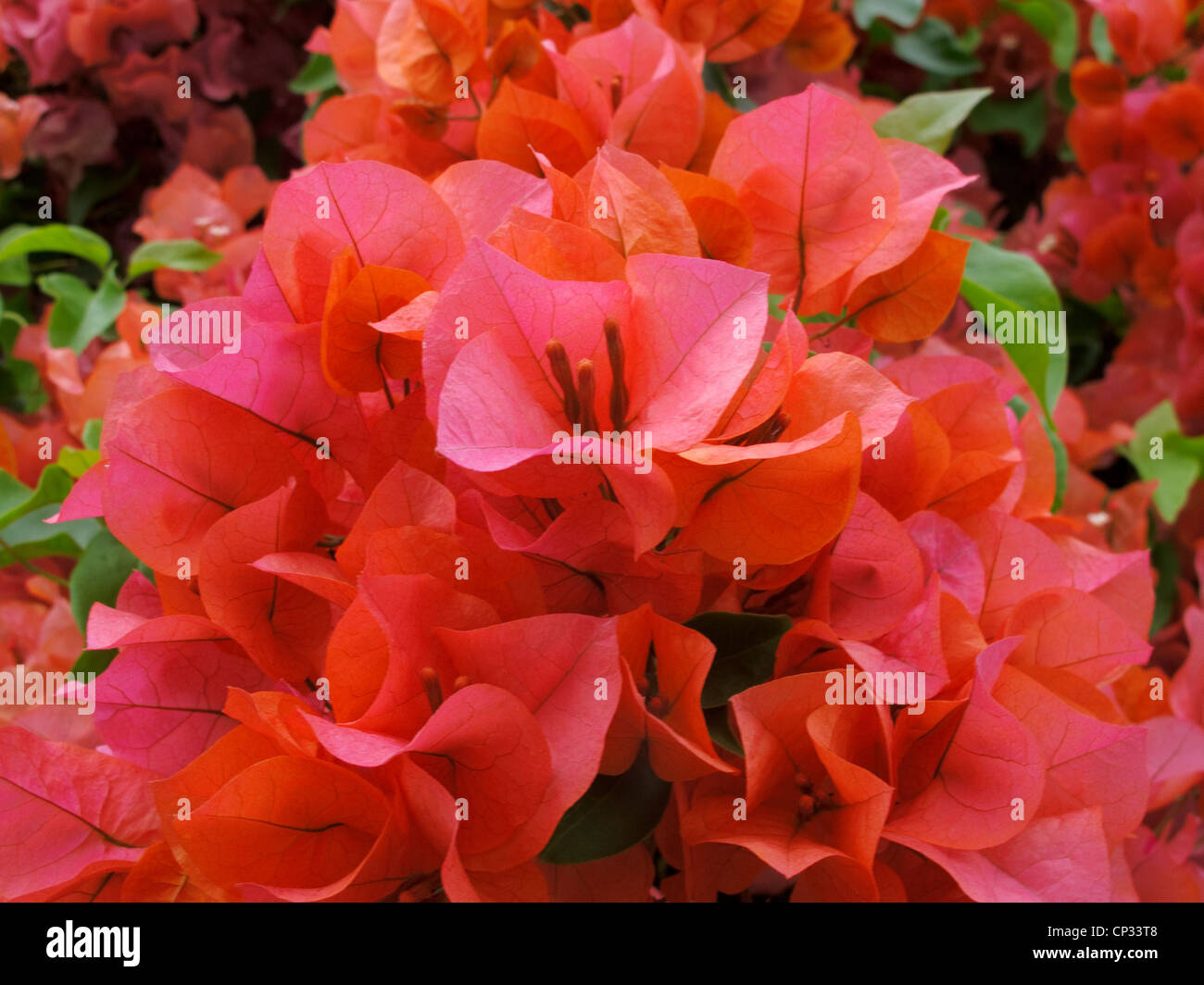 Il Bougainvillea fioritura delle piante Foto Stock