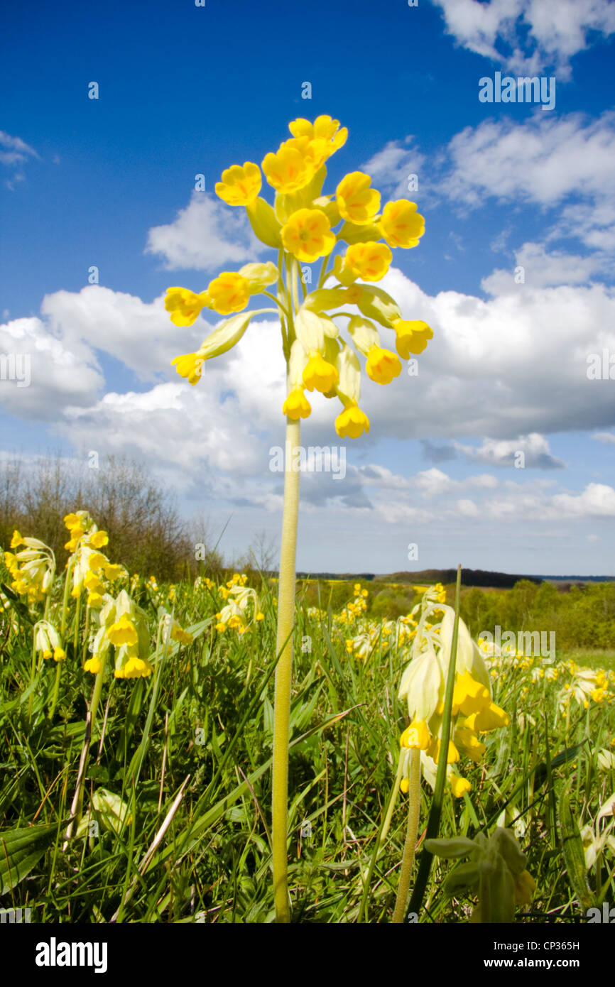 Cowslips (primula veris) tappeto un campo, Poulter Country Park & Riserva Naturale, Derbyshire, Regno Unito Foto Stock