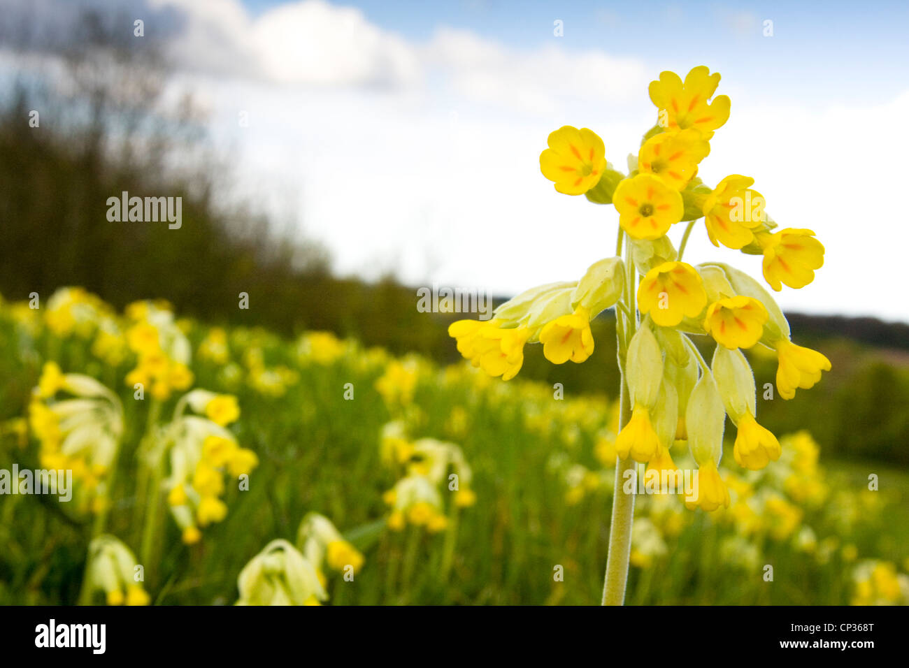 Cowslips (primula veris) tappeto un campo, Poulter Country Park & Riserva Naturale, Derbyshire, Regno Unito Foto Stock