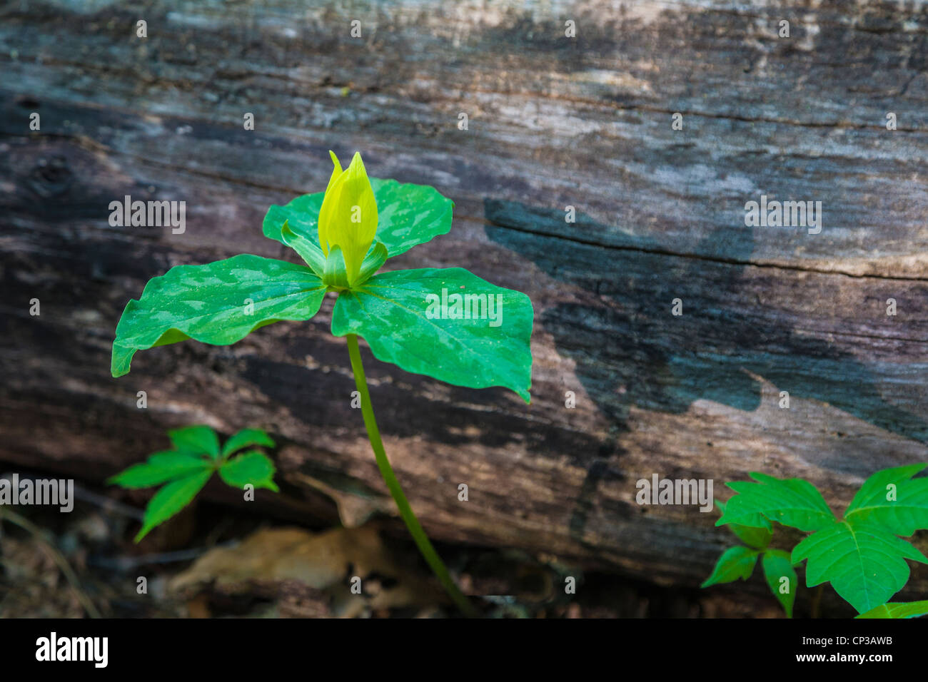 Molla di colore giallo di fiori selvaggi Trillium o Trillium luteum nell'area Greenbriar di Smoky Mountains National Park TN Foto Stock Molla di colore giallo di fiori selvaggi Trillium o Trillium luteum nell'area Greenbriar di Smoky Mountains National Park TN Foto Stock