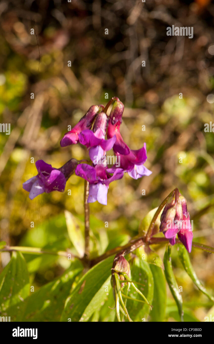 La molla Pea Lathyrus vernus , in crescita in semi-ombra in un bosco di Surrey, Surrey, Regno Unito Foto Stock