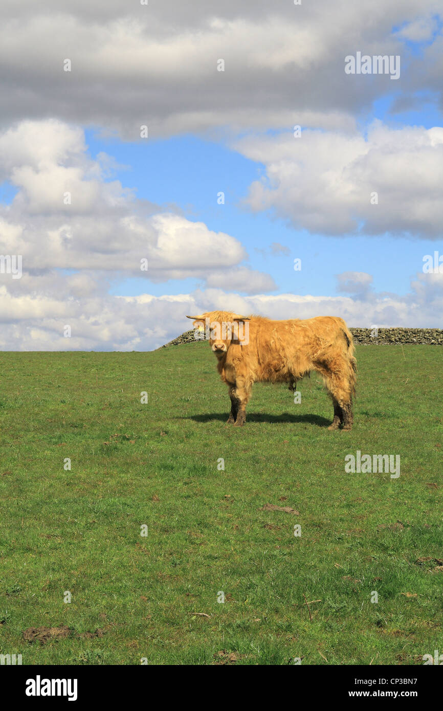 Attraversare la razza Highland giovenco o sterzare in un campo in primavera, Scotland, Regno Unito Foto Stock