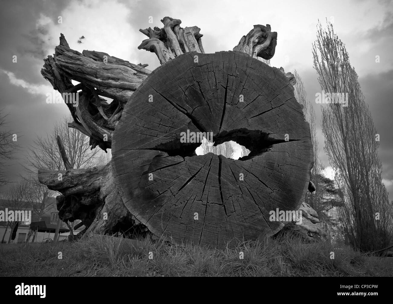 Notevoli gli alberi del parco di Versailles. Ceppo di quercia di Maria Antonietta, il ceppo del decano degli alberi del parco Foto Stock