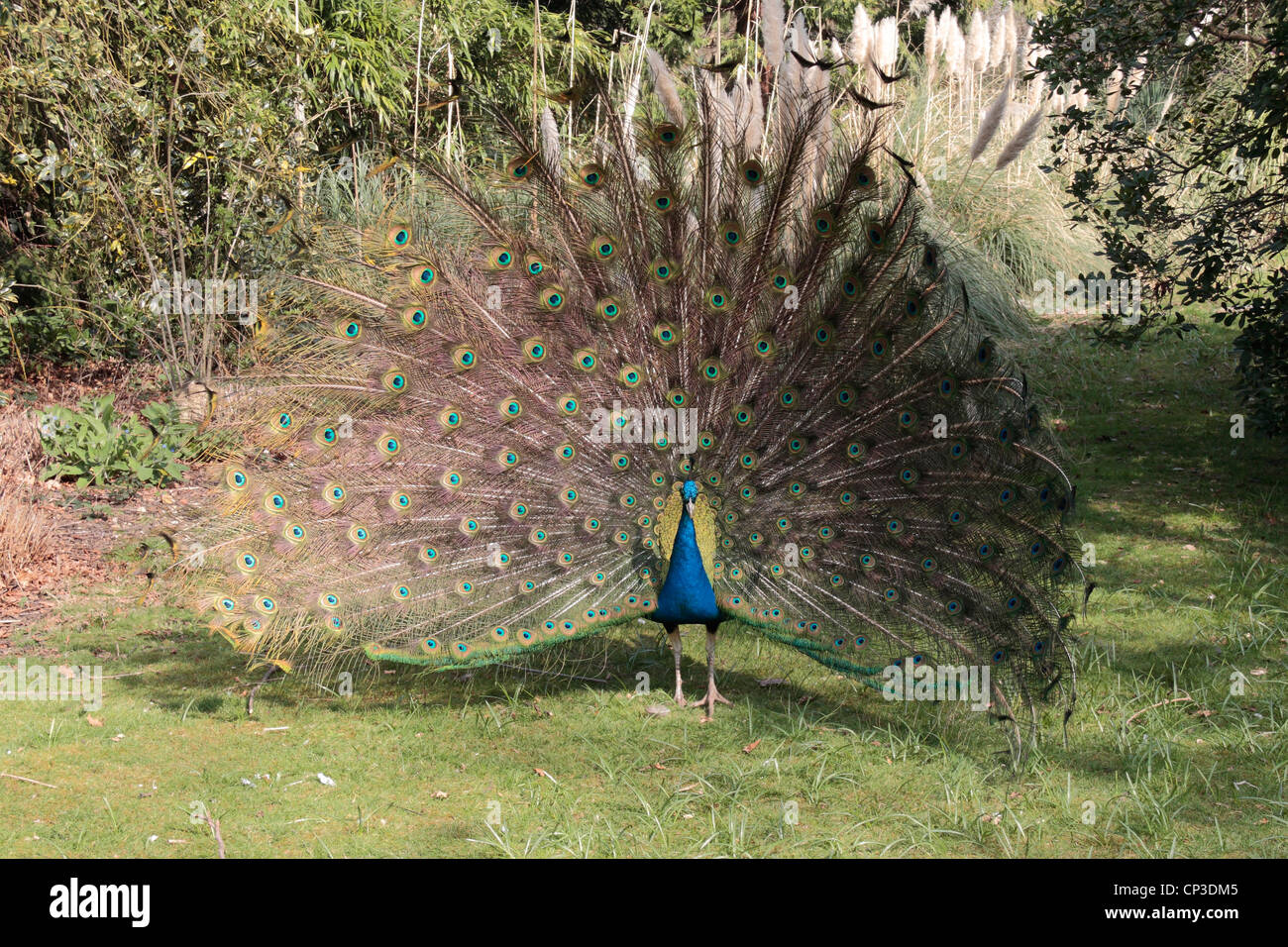 Amale peafowl indiano (peacock) (Pavo cristatus) visualizzare le sue piume n Holland Park, London, Regno Unito. Foto Stock