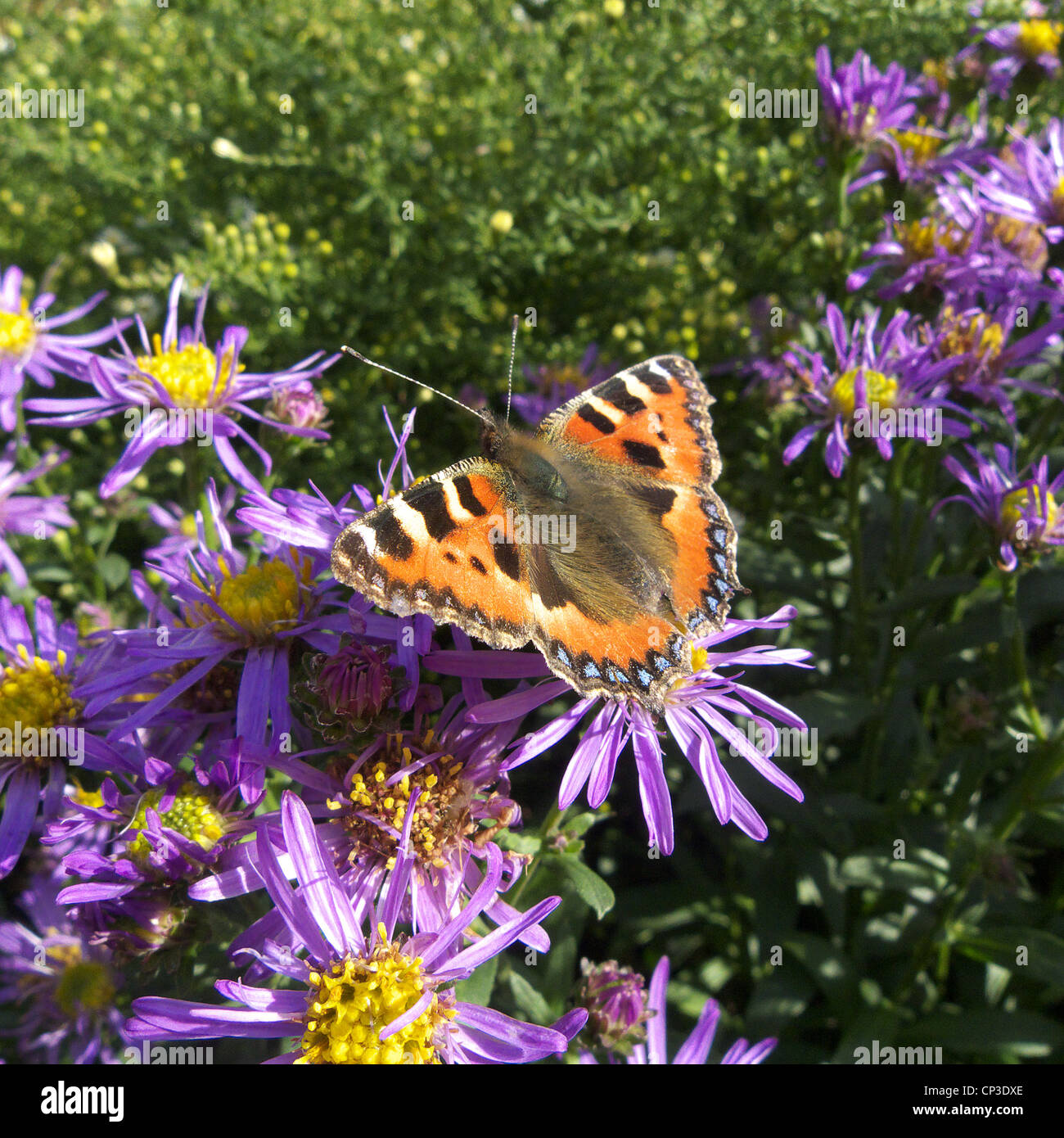 Piccola Tartaruga Butterfly (Aglais urticae) Alimentazione/appollaiato su un Aster amellus fiore (Michaelmas Daisy) Foto Stock Piccola Tartaruga Butterfly (Aglais urticae) Alimentazione/appollaiato su un Aster amellus fiore (Michaelmas Daisy) Foto Stock