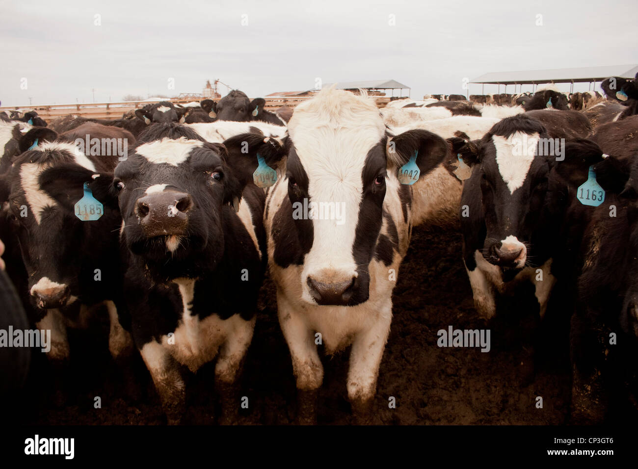 Diverse le vacche da latte. Foto Stock