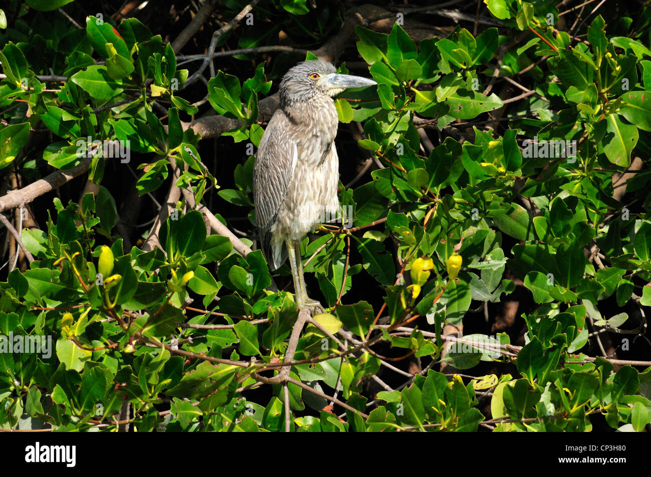 Immaturo giallo-coronata di notte-heron (Nyctanassa violacea) a Ding Darling National Wildlife Refuge, Sanibel, Florida Foto Stock