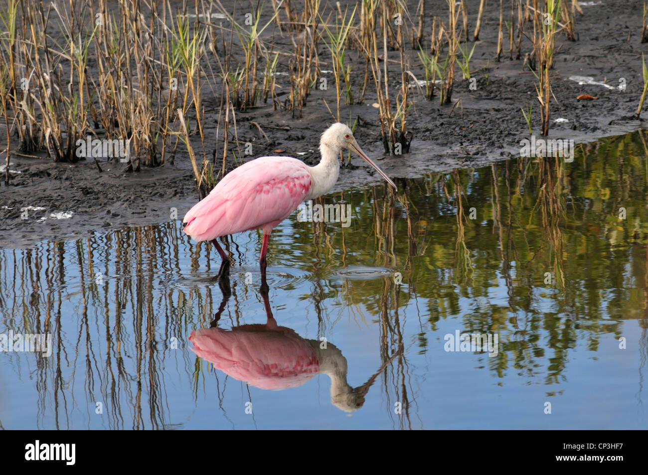 Merritt Island National Wildlife Refuge è casa di roseate spatole e altri uccelli Foto Stock