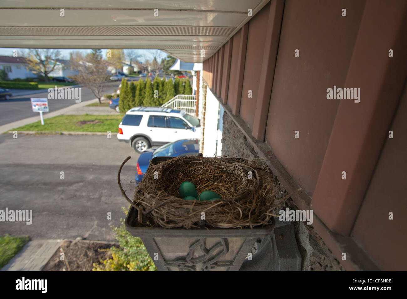 Un Canadese Robin's Nest con uova costruito in un aperto lampadario in ingresso anteriore di una casa. Foto Stock
