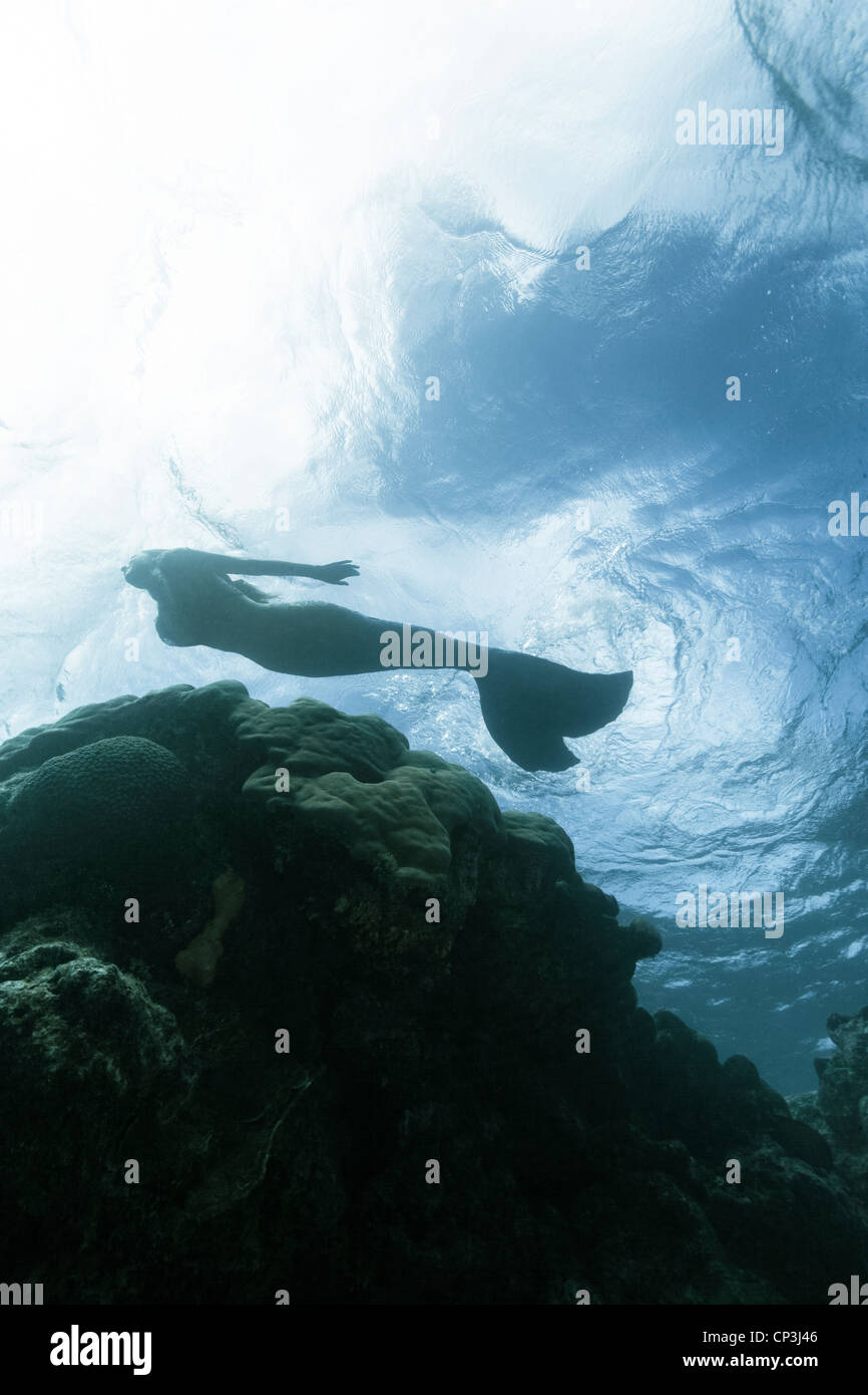 Silhouette di una sirena per nuotare in acque di superficie nel canale Miil, Stati Federati di Micronesia. Foto Stock
