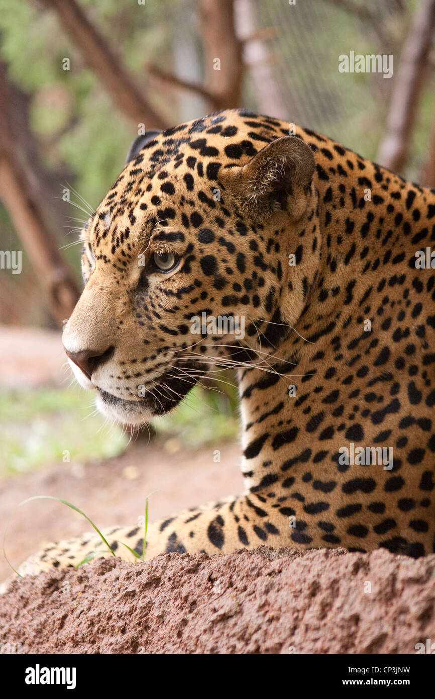 Gatto cacciatore Jaguar macchie Predator Stealth Foto Stock