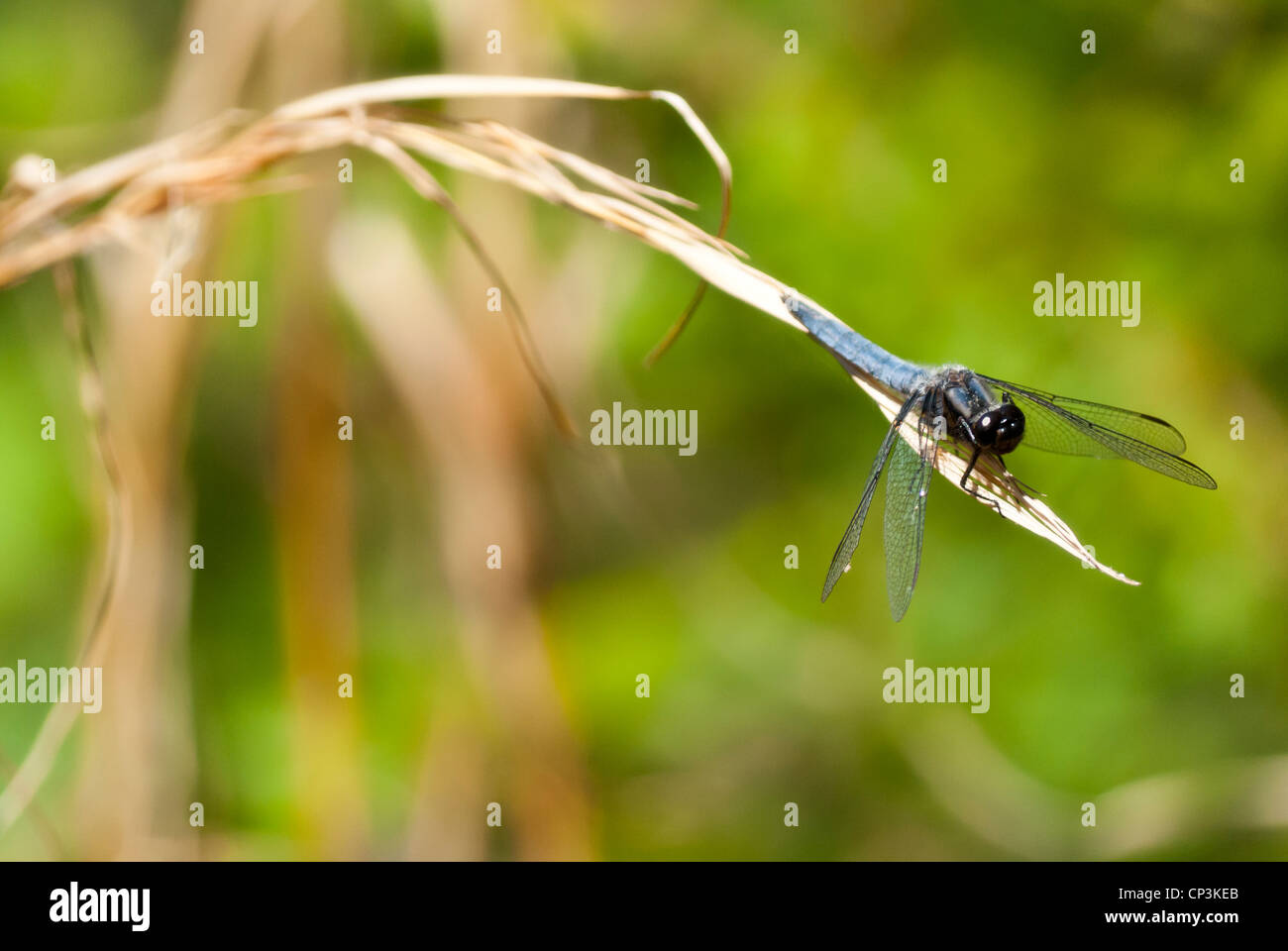 Dragonfly poggiante sulla estremità di una lama di erba Foto Stock