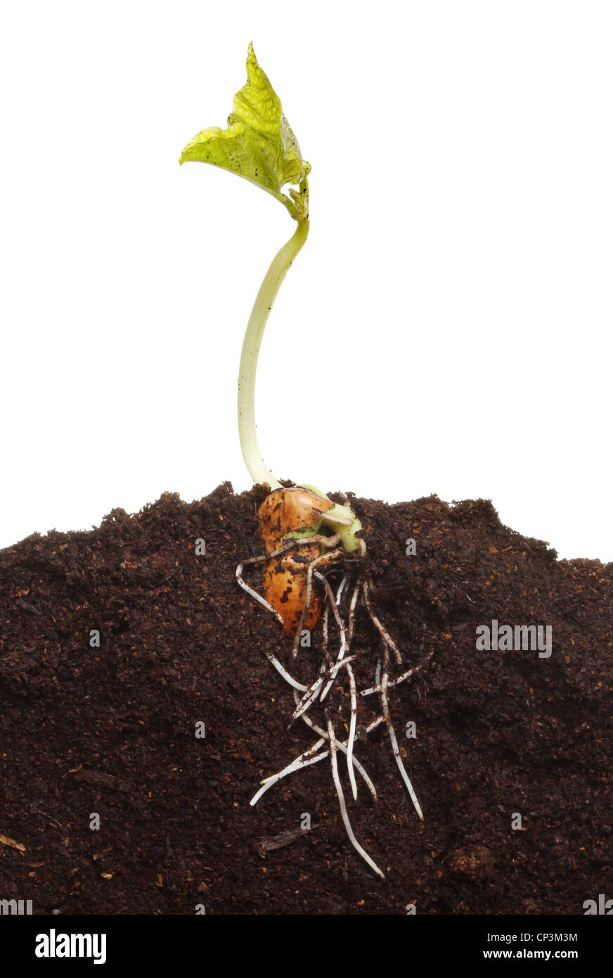 Un recentemente germinati runner bean piantina nel terreno che mostra la struttura della radice e foglie fresche Foto Stock
