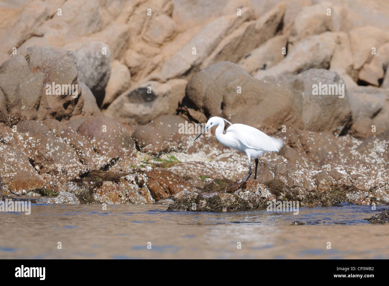 Garzetta (Egretta garzetta),della Maddalena, Sardegna, Italia Foto Stock