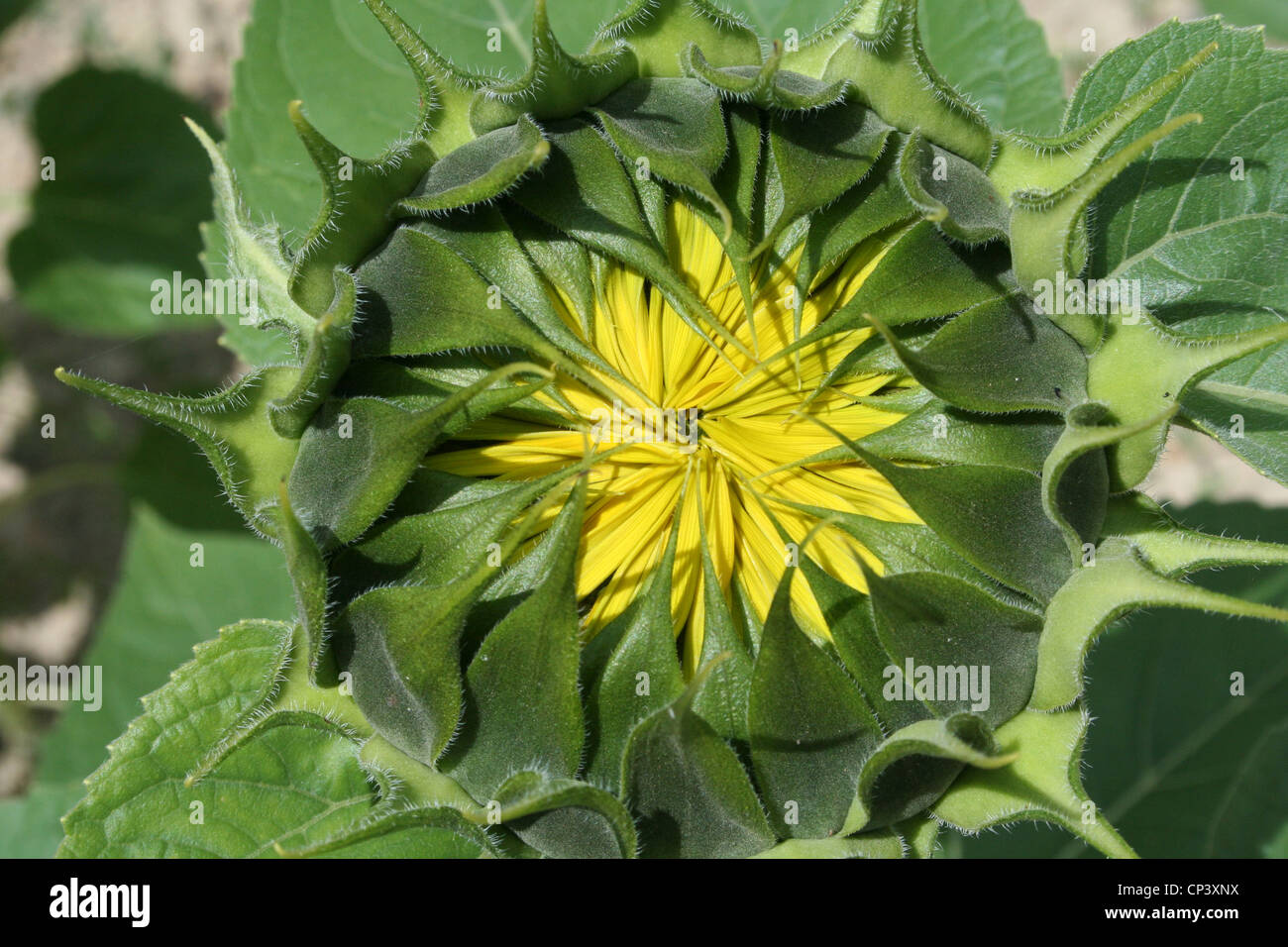 Girasole non aperti Foto Stock