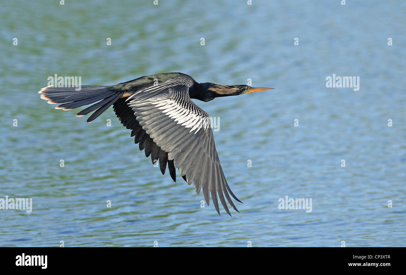 American Anhinga in volo, Venezia Rookery, Florida. Foto Stock