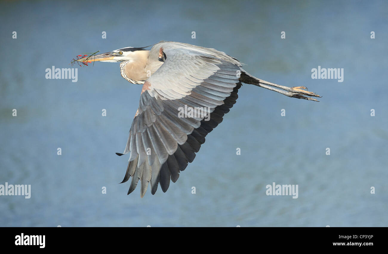 Airone blu in volo che trasportano fiori per il suo sito di nidificazione Foto Stock