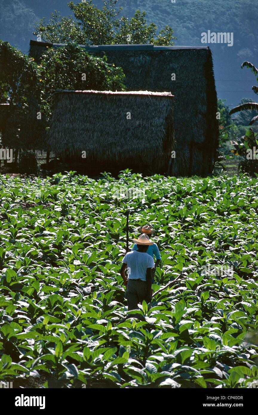 Messico - Oaxaca - La coltivazione del tabacco. Foto Stock