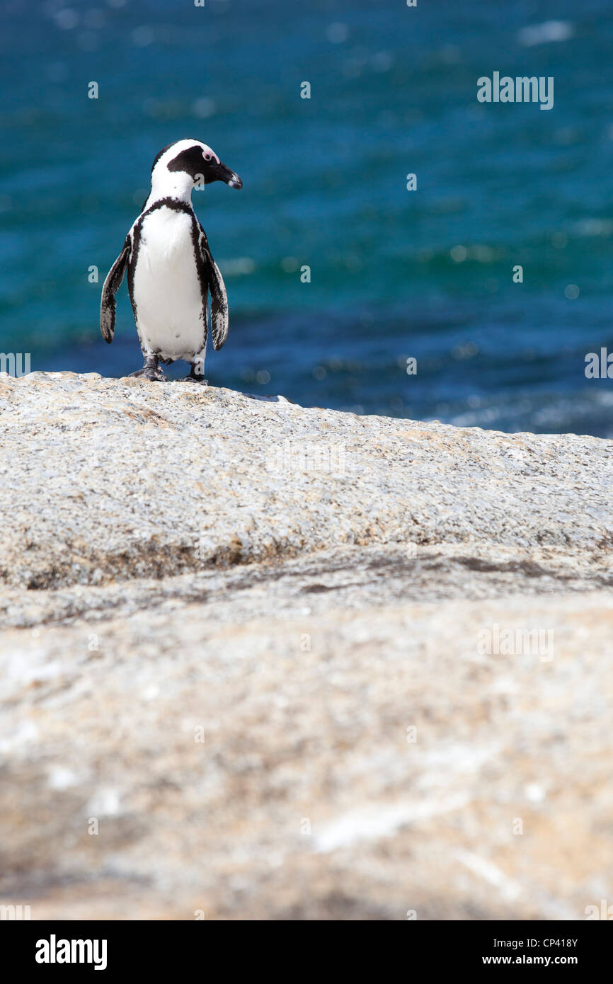 Un pinguino africano in piedi sulle rocce a Boulders Beach, Simon's Town, Sud Africa. Foto Stock