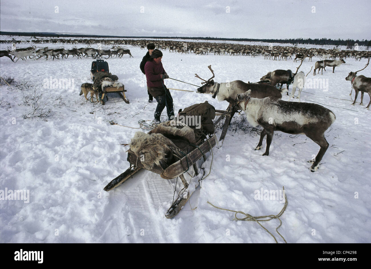 Russia - penisola di Kola. La renna pastorizia. Foto Stock