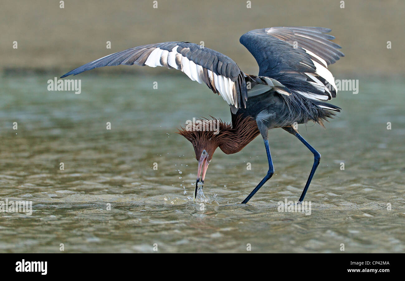 Garzetta rossastra per la cattura di pesce in laguna Foto Stock