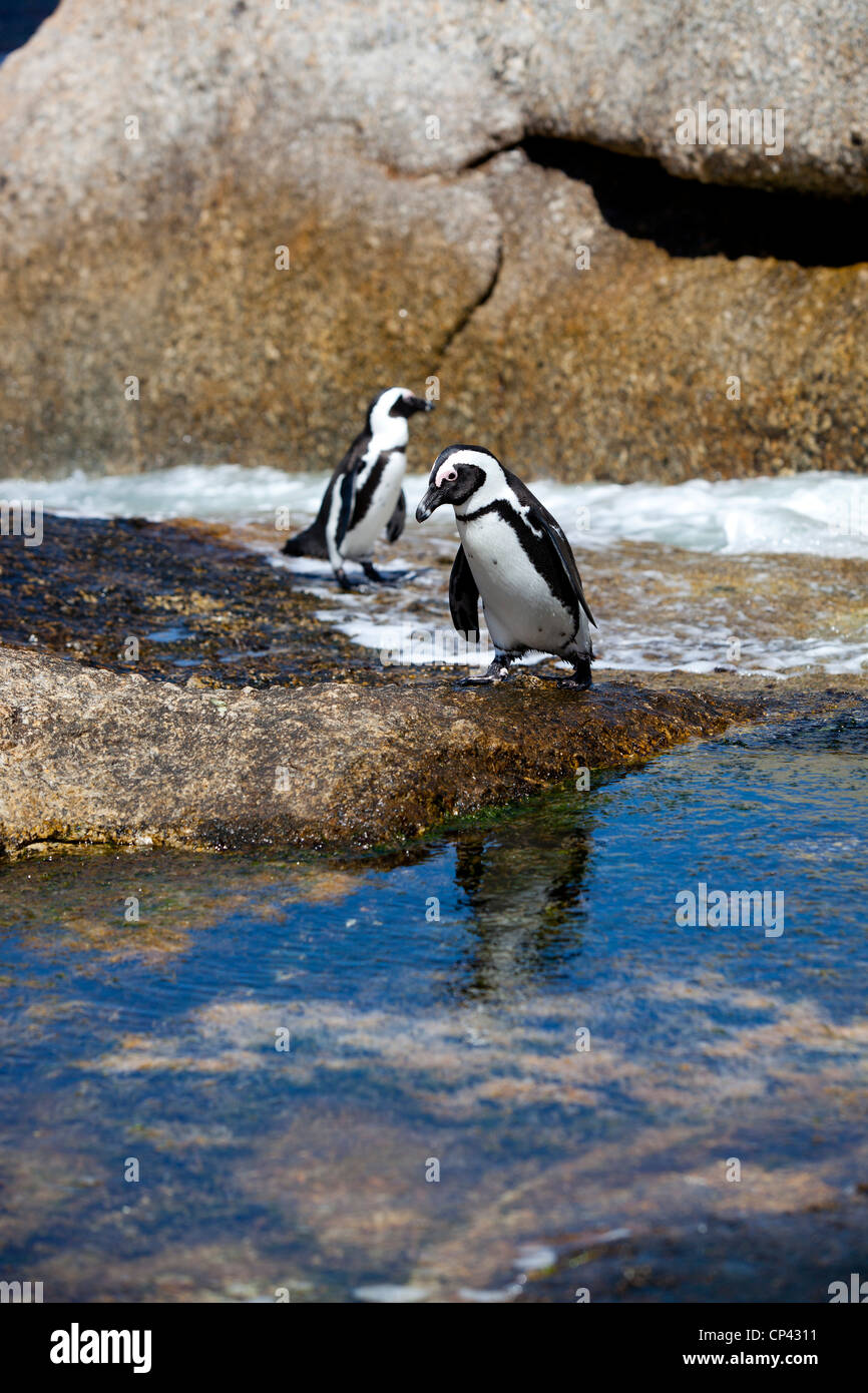 Due Paesi africani Pinguini camminare sulle rocce e in acqua, a Boulders Beach, Simon's Town, Sud Africa. Foto Stock