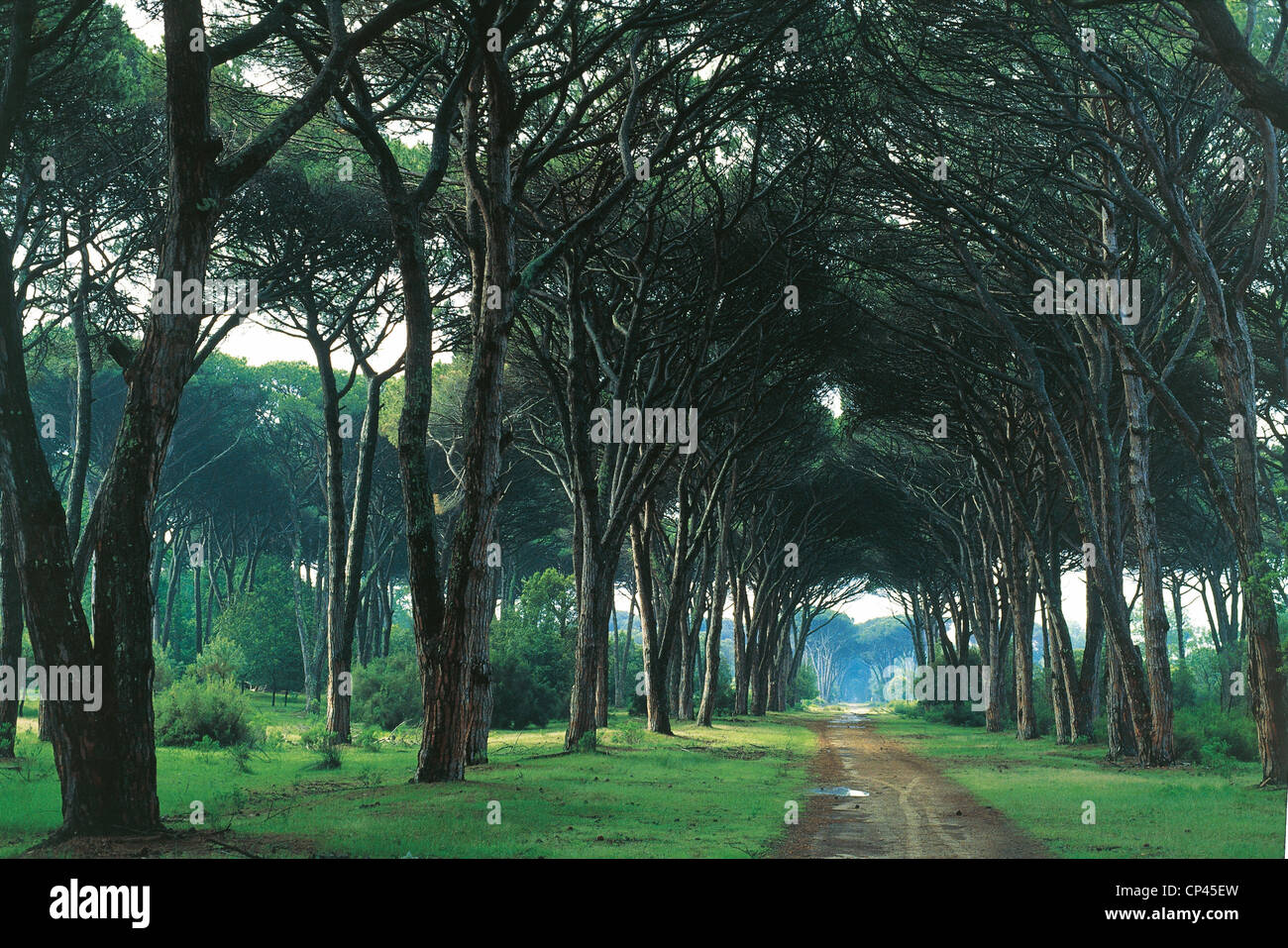 Toscana Parco Naturale Avenue Massaciuccoli Migliarino San Rossore e la Tenuta di San Rossore Foto Stock