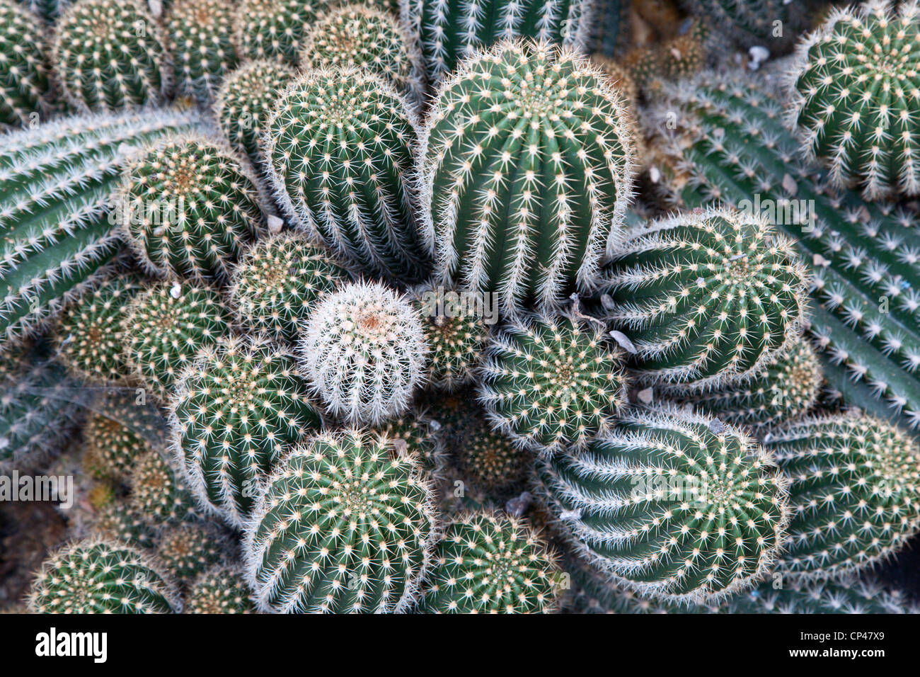 Torcia rosso Cactus Echinopsis Huascha Botanic Garden St Andrews Fife Scozia Scotland Foto Stock