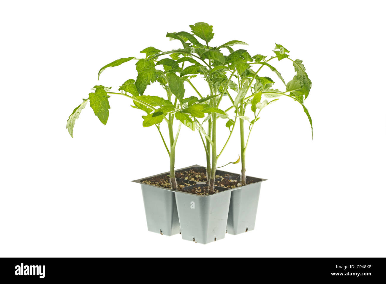 Le piantine di pomodoro pronte per il trapianto Foto Stock